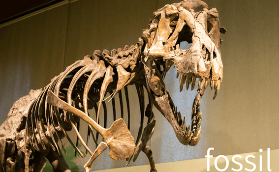 Fossils - Stones Engraved with the Spirit of Life