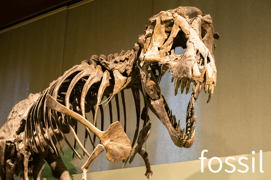 Fossils - Stones Engraved with the Spirit of Life - Japanstones.shop