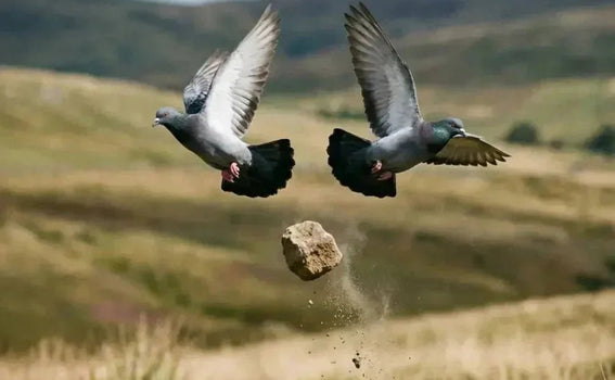 Stone Proverbs No.6 : Two birds with one stone.