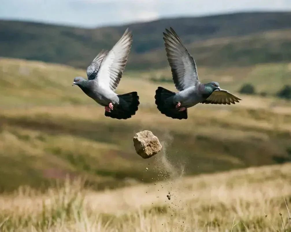 Stone Proverbs No.6 : Two birds with one stone. - Japanstones.shop