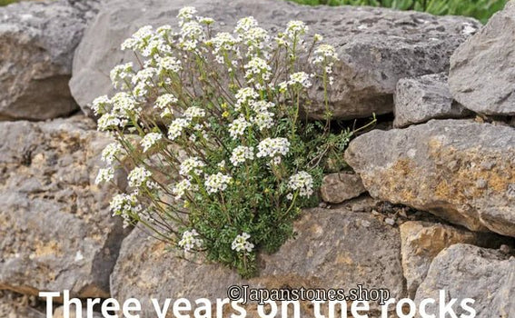 Three Years on a Stone Meaning: Japanese Proverb “Ishi no ue ni san nen” — Perseverance Compounds, Japan — Stone Proverbs No.2