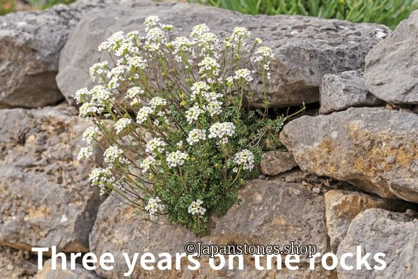 Three Years on a Stone Meaning: Japanese Proverb “Ishi no ue ni san nen” — Perseverance Compounds, Japan — Stone Proverbs No.2 - Japanstones.shop